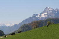 Hallwang near Salzburg