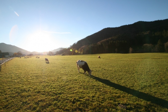 Faistenau am Hintersee
